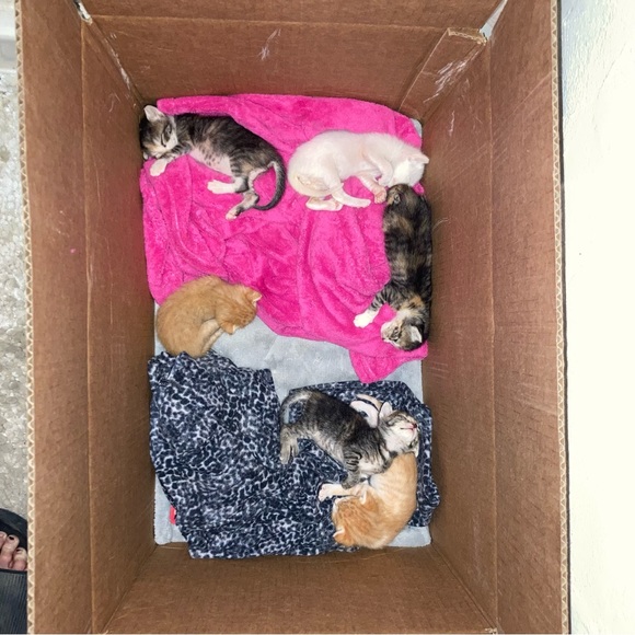 Meet your Posher, Kim - Picture 4 of 8